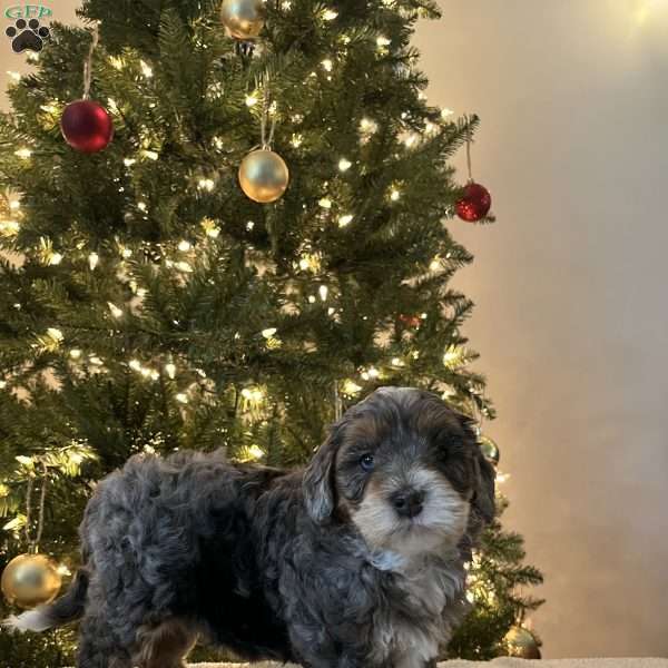 Daisy, Mini Bernedoodle Puppy