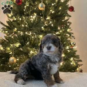 Daisy, Mini Bernedoodle Puppy