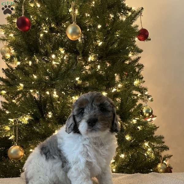 Darling, Mini Bernedoodle Puppy