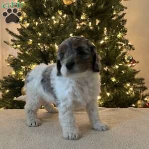 Darling, Mini Bernedoodle Puppy