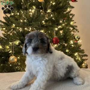 Darling, Mini Bernedoodle Puppy
