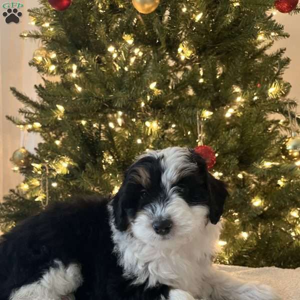 Shadow, Mini Aussiedoodle Puppy