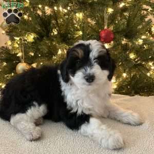 Shadow, Mini Aussiedoodle Puppy