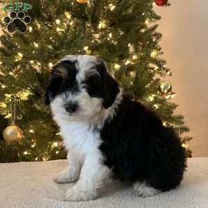 Shadow, Mini Aussiedoodle Puppy