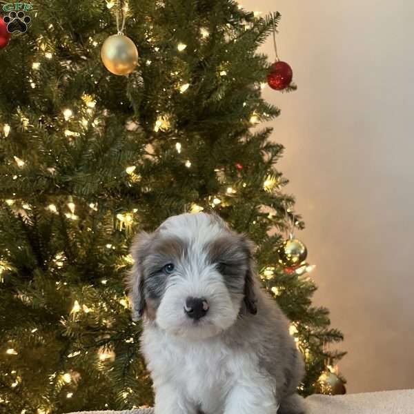 Sheldon, Mini Aussiedoodle Puppy