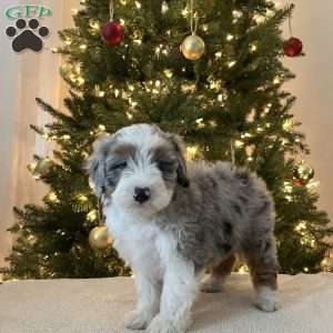 Sheldon, Mini Aussiedoodle Puppy