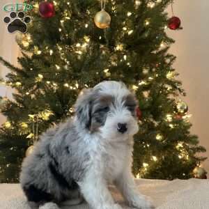 Sheldon, Mini Aussiedoodle Puppy