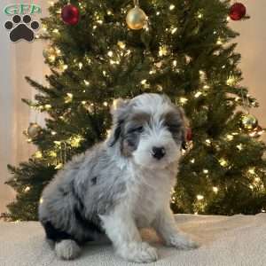 Sheldon, Mini Aussiedoodle Puppy