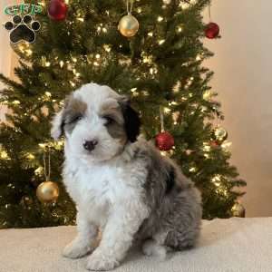 Skylar, Mini Aussiedoodle Puppy