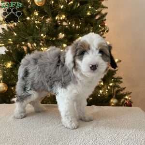 Skylar, Mini Aussiedoodle Puppy