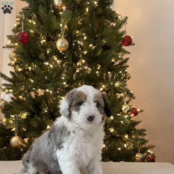 Skylar, Mini Aussiedoodle Puppy