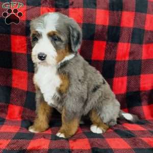 Penelope, Bernedoodle Puppy