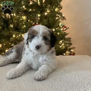 Skylar, Mini Aussiedoodle Puppy