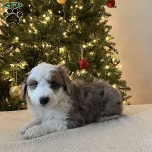 Snickers, Mini Aussiedoodle Puppy
