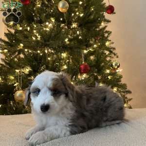 Snickers, Mini Aussiedoodle Puppy