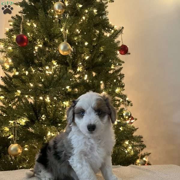 Snickers, Mini Aussiedoodle Puppy