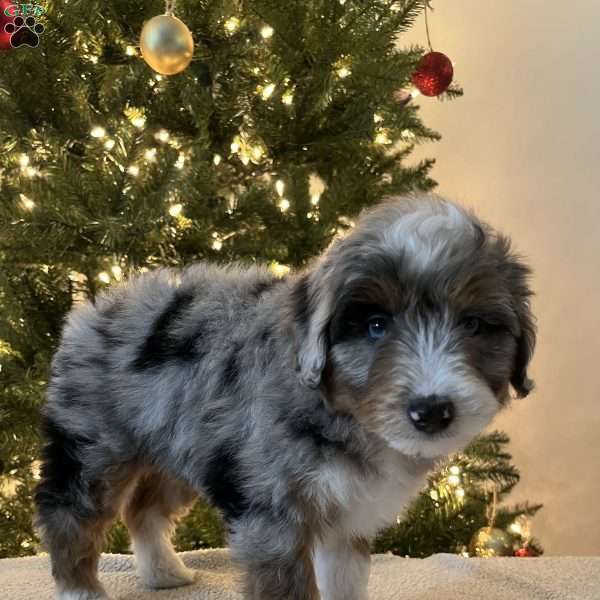 Stella, Mini Aussiedoodle Puppy