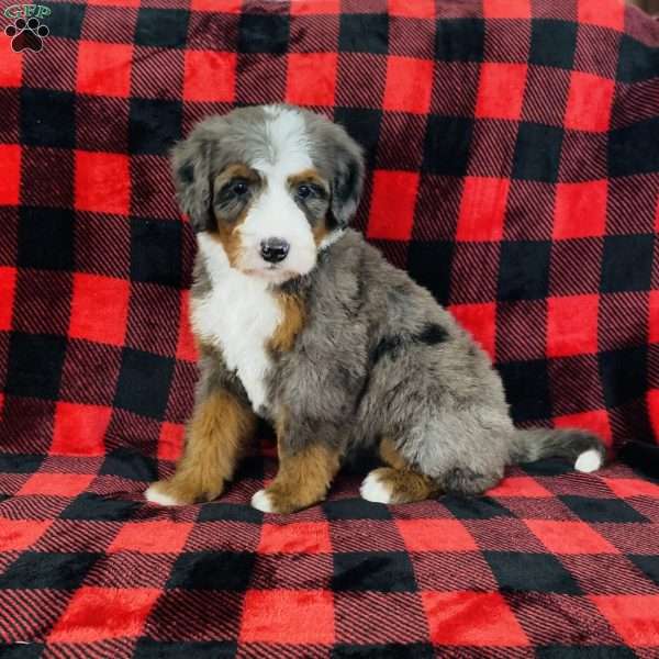 Penelope, Bernedoodle Puppy