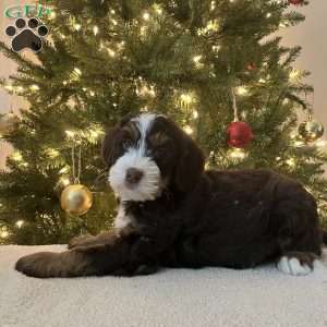 Lucky, Mini Bernedoodle Puppy