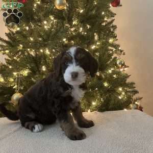 Lucky, Mini Bernedoodle Puppy