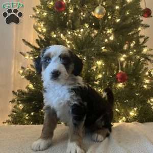 Luka, Mini Bernedoodle Puppy