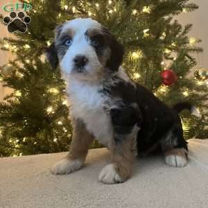 Luka, Mini Bernedoodle Puppy