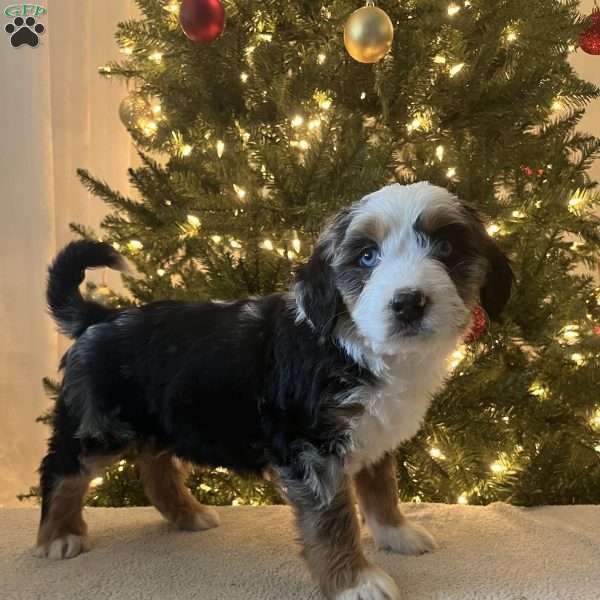Luka, Mini Bernedoodle Puppy