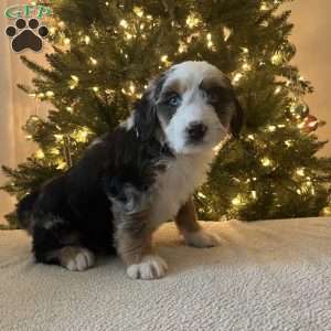 Luka, Mini Bernedoodle Puppy