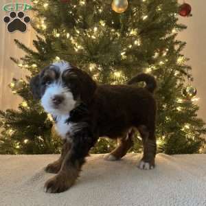 Logan, Mini Bernedoodle Puppy