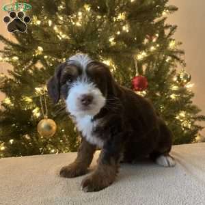 Logan, Mini Bernedoodle Puppy