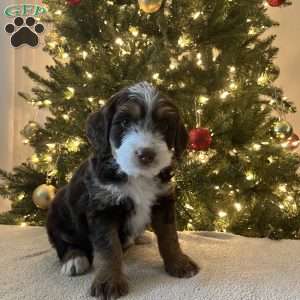 Logan, Mini Bernedoodle Puppy