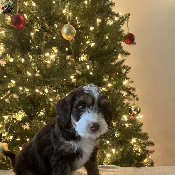 Logan, Mini Bernedoodle Puppy