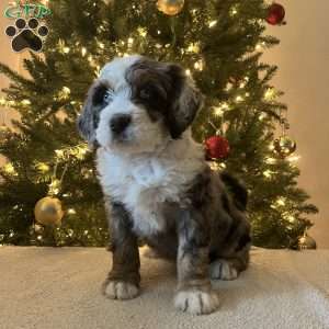Lance, Mini Bernedoodle Puppy