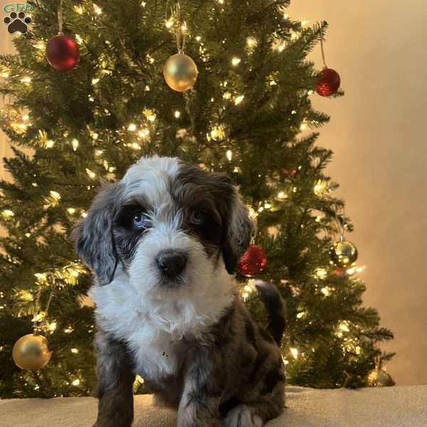 Lance, Mini Bernedoodle Puppy