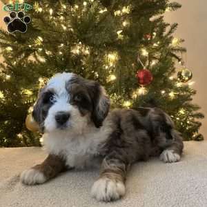 Lance, Mini Bernedoodle Puppy