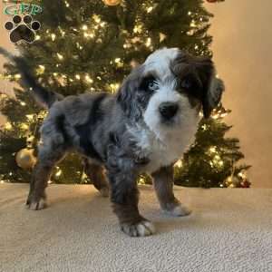 Lance, Mini Bernedoodle Puppy