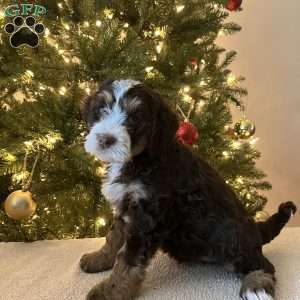 Lincoln, Mini Bernedoodle Puppy