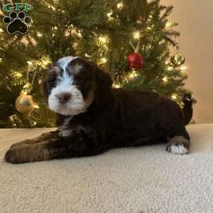 Lincoln, Mini Bernedoodle Puppy