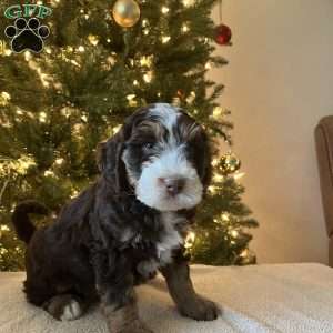 Lincoln, Mini Bernedoodle Puppy