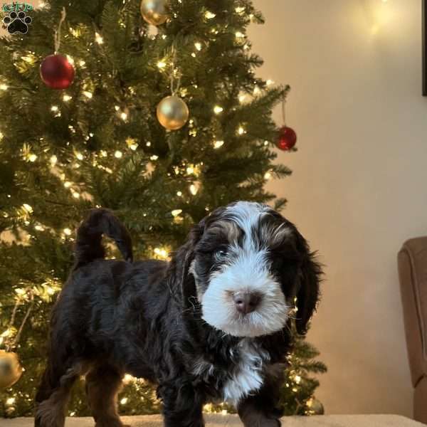 Lincoln, Mini Bernedoodle Puppy