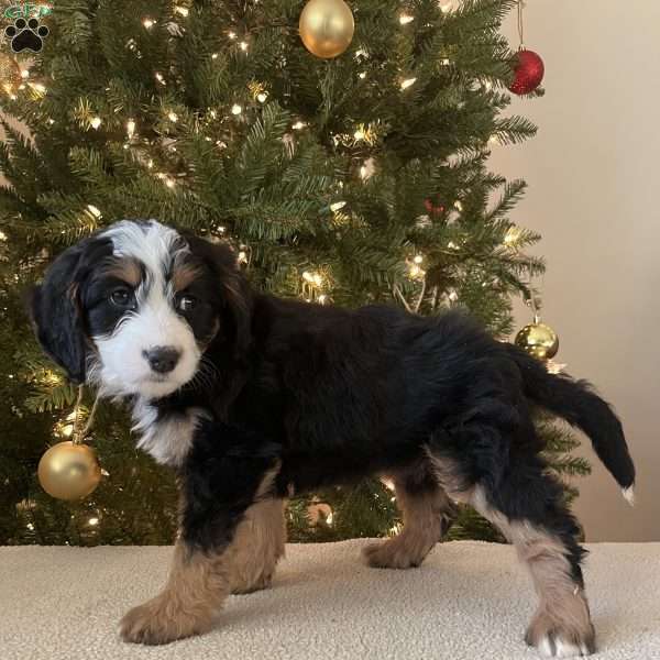 Laura, Mini Bernedoodle Puppy