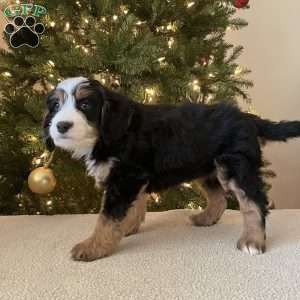 Laura, Mini Bernedoodle Puppy