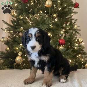Laura, Mini Bernedoodle Puppy