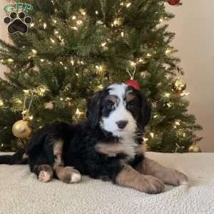 Laura, Mini Bernedoodle Puppy