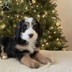 Laura, Mini Bernedoodle Puppy