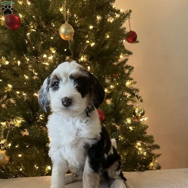 Libby, Mini Bernedoodle Puppy