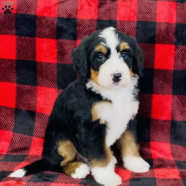 Princess, Bernedoodle Puppy