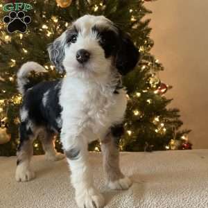 Libby, Mini Bernedoodle Puppy