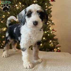 Libby, Mini Bernedoodle Puppy