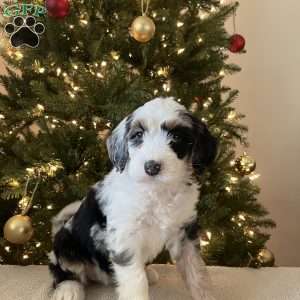 Libby, Mini Bernedoodle Puppy